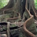 Giant Fig Tree Roots Tamborine National Park - Witches Falls Section