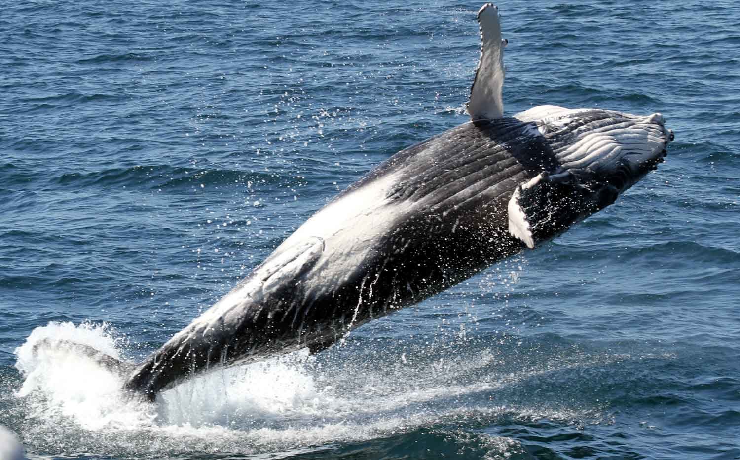 Calf Breaching - Whale Watching Experience