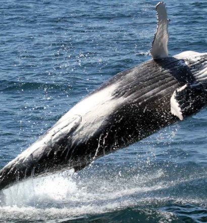 Calf Breaching - Whale Watching Experience