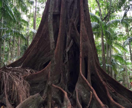 Huge fig tree roots in Witches Falls Section - Tamborine National Park