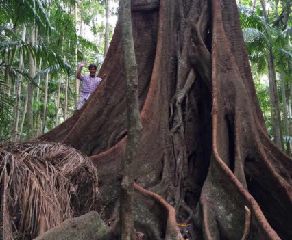 Man dwarfed by huge fig tree in Witches Falls section Tamborine National Park