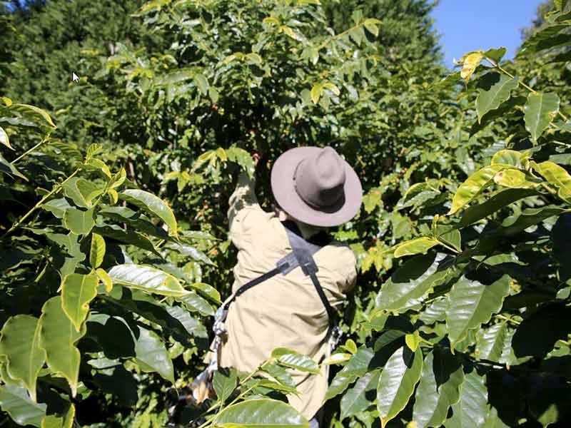 Male Guide leading a Tamborine Mountain Coffee Plantation Tour